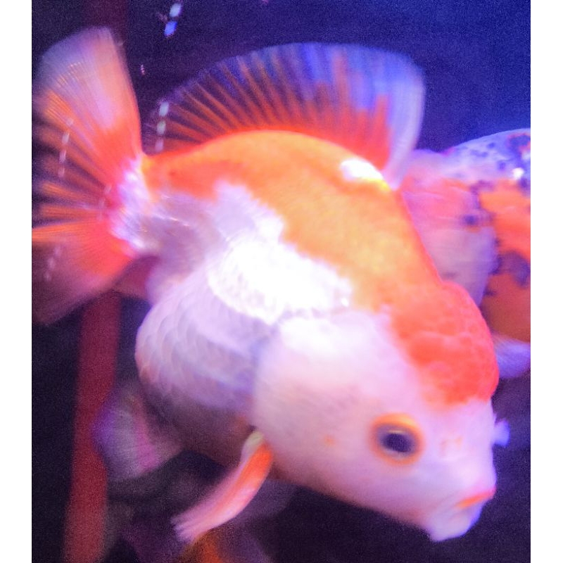 Ikan Koki OLT Red White Jumbo