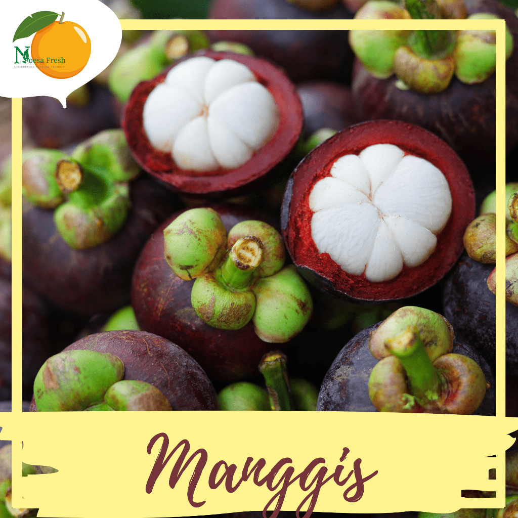 

Grosir Buah Manggis Fresh 10kg, 5kg, dan 3kg BERGARANSI!