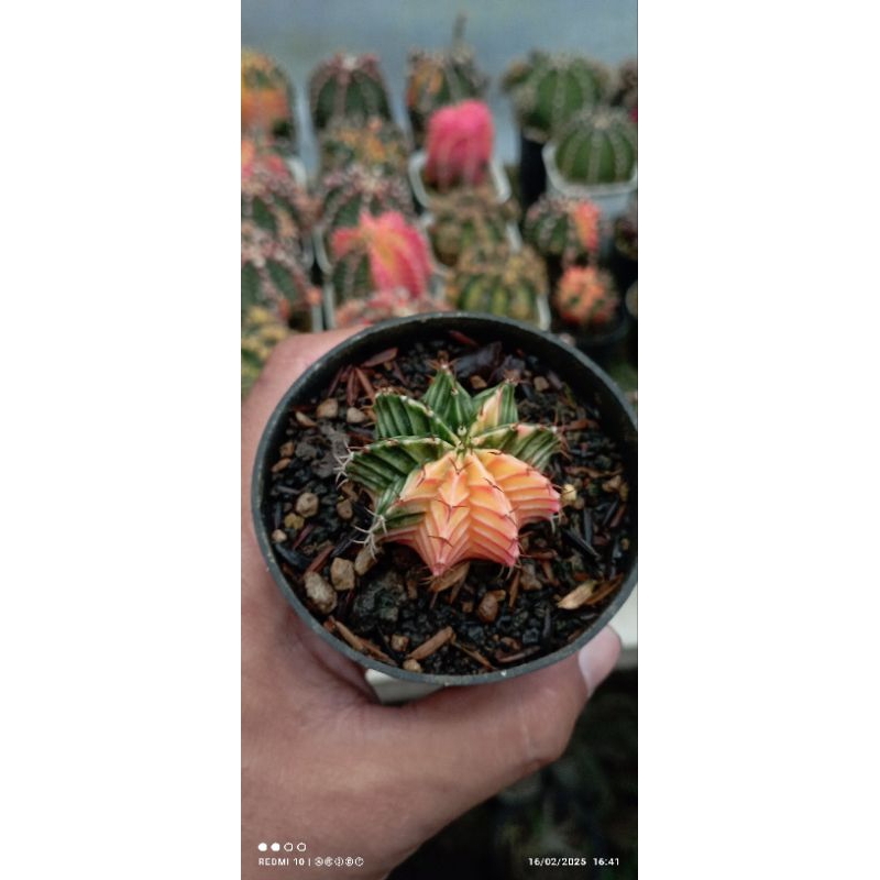 mihanovichi LB Hybrid