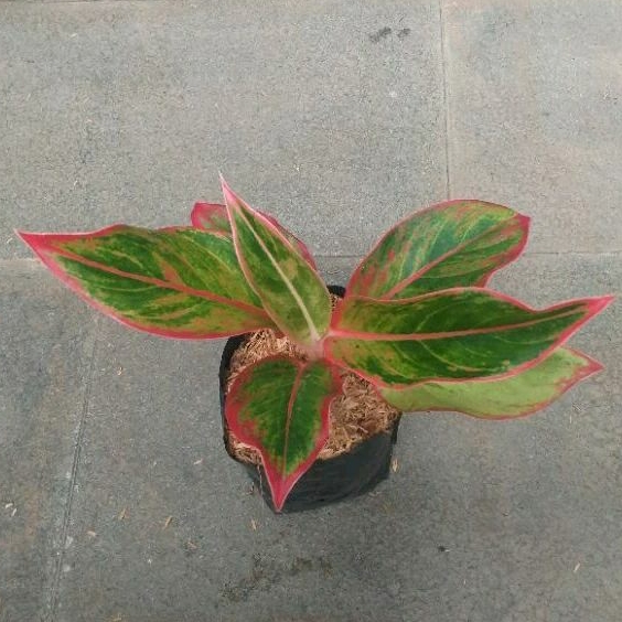 tanaman aglonema lipstik manilompek