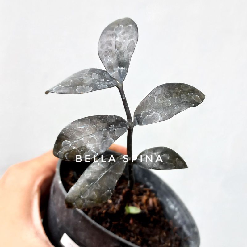 Tanaman Zamia Zamioculcas ZZ Raven Black