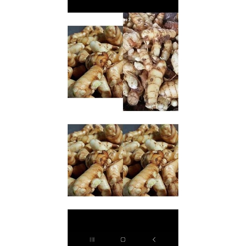 

KUNYIT PUTIG SEGAR