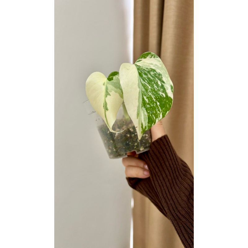 Monstera Variegata Ekonomis
