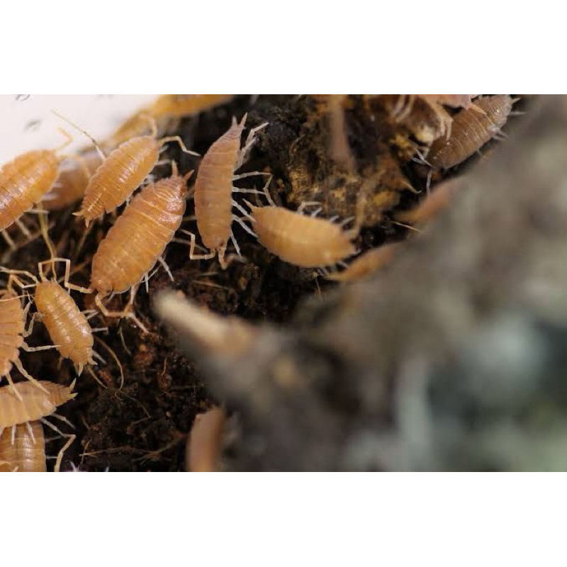 Nagarus Orange Isopod/ Pembersih Terrarium, Vivarium, Bioactive