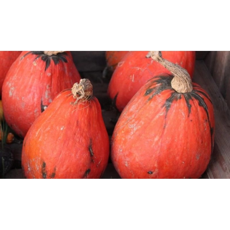 

BENIH LABU DELICATA SUPER IMPORT 50BIJI