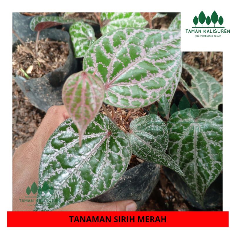 Tanaman Herbal Sirih Merah Bibit Sirih Merah original murah