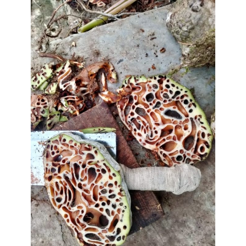 

sarang semut Papua segar 1kg