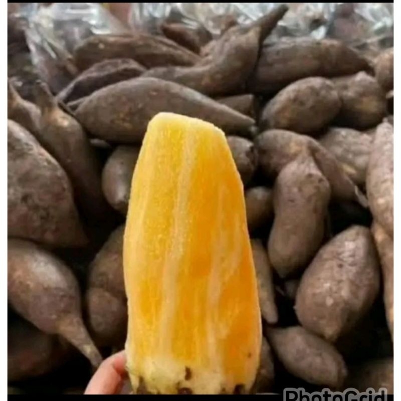 

Ubi Yakon Wonosobo viral
