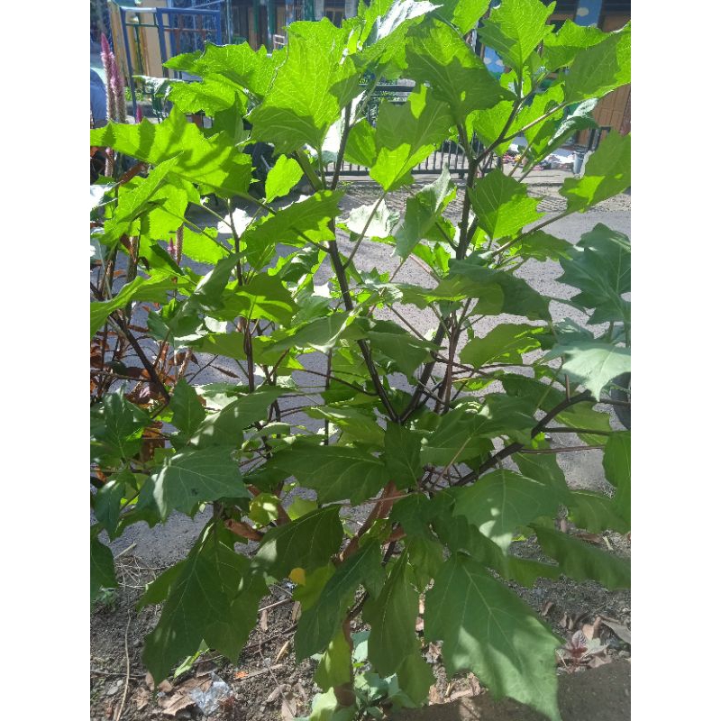 

DAUN KECUBUNG SEGAR 25 LEMBAR