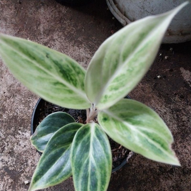 aglonema lipstik putih