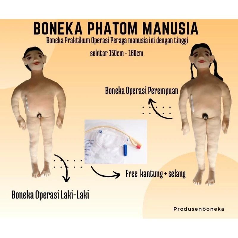 Boneka Praktek Nakes Anatomi Manusia | Boneka Phantom Besar Praktikum Kedokteran