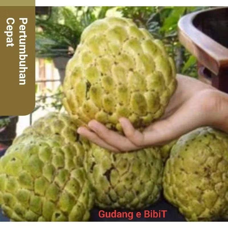Bibit Srikaya Jumbo Murah Sedling | Bibit Buah Srikaya Jumbo