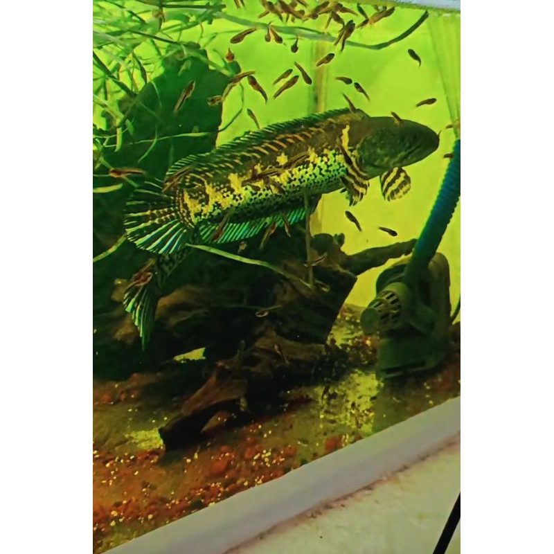 

Promo!!! Channa 2 Auranti Sepasang - Original