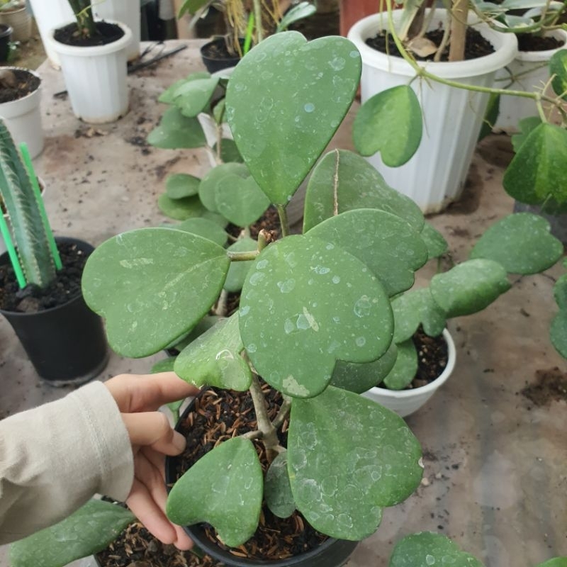 Hoya Kerii Hijau Rimbun Tanaman Hoya Love Kerrii Ijo Gantung