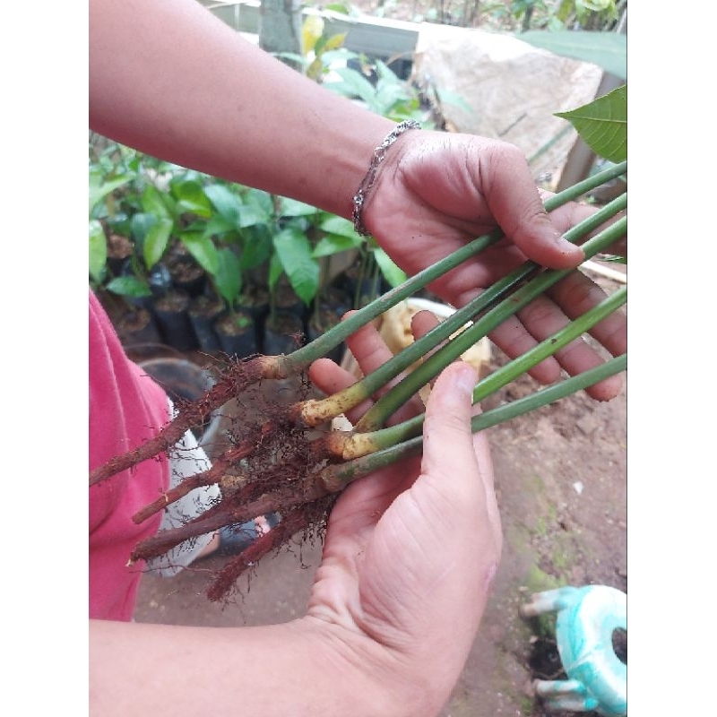 8 Pohon mangga , SEEDLING UNTUK CANGKOK SUSU HIMPIT AKAR