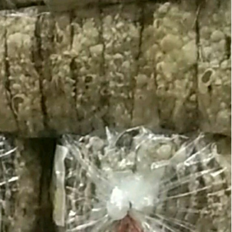 

CEMILAN VIRAL SALE PISANG LIDAH ORIGINAL SUPER KRISPI 1 kg