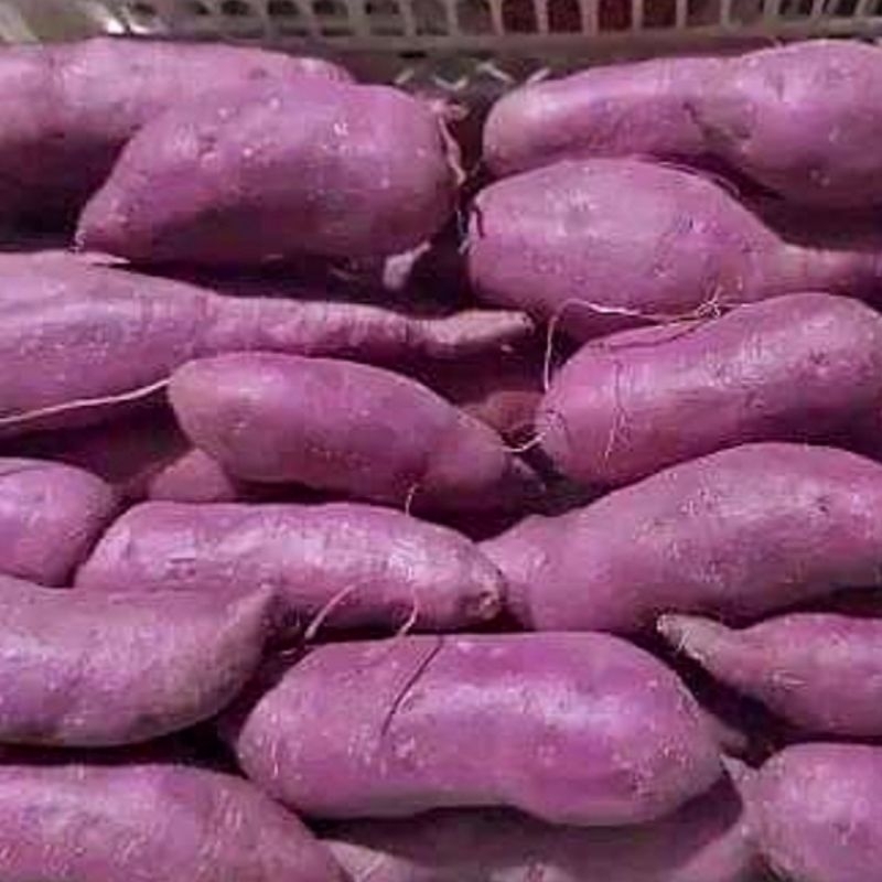 

Ubi Ungu Fresh Besar 1 KG