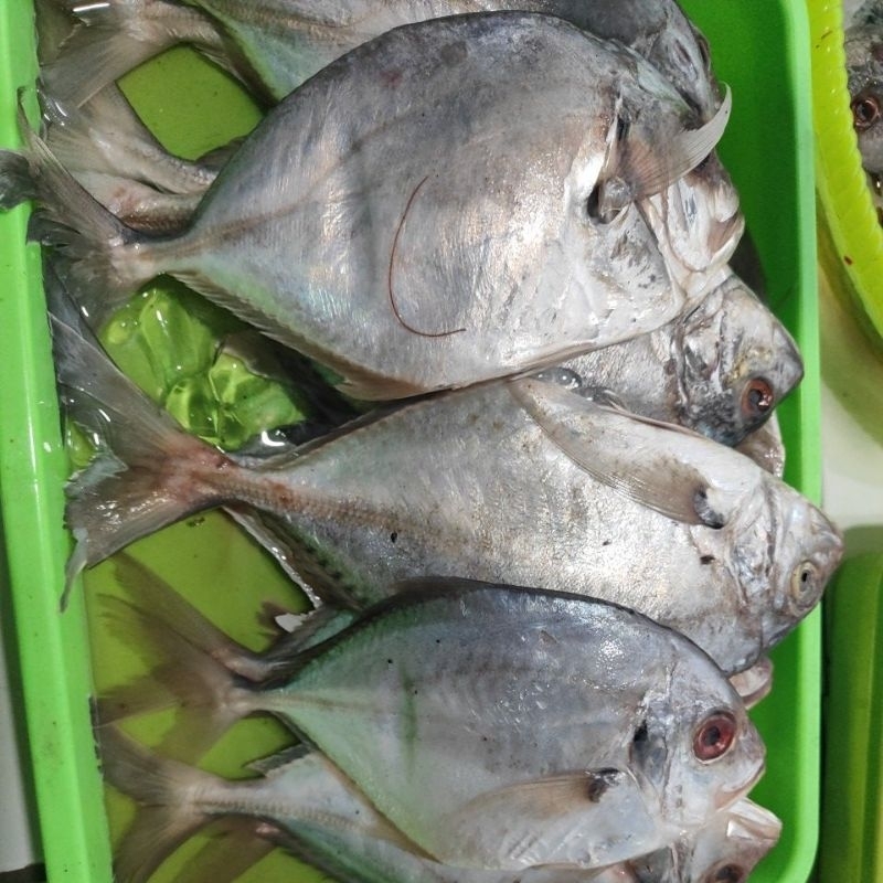 

Ikan Kuwe frozen 100% fresh