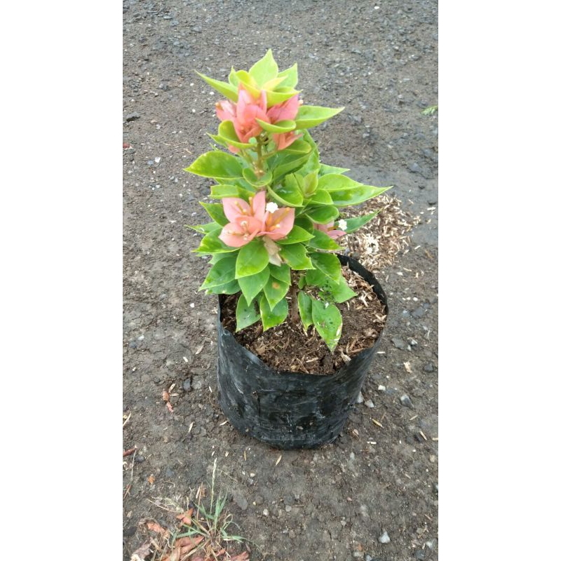 bougenville Singapore fariegata kuning