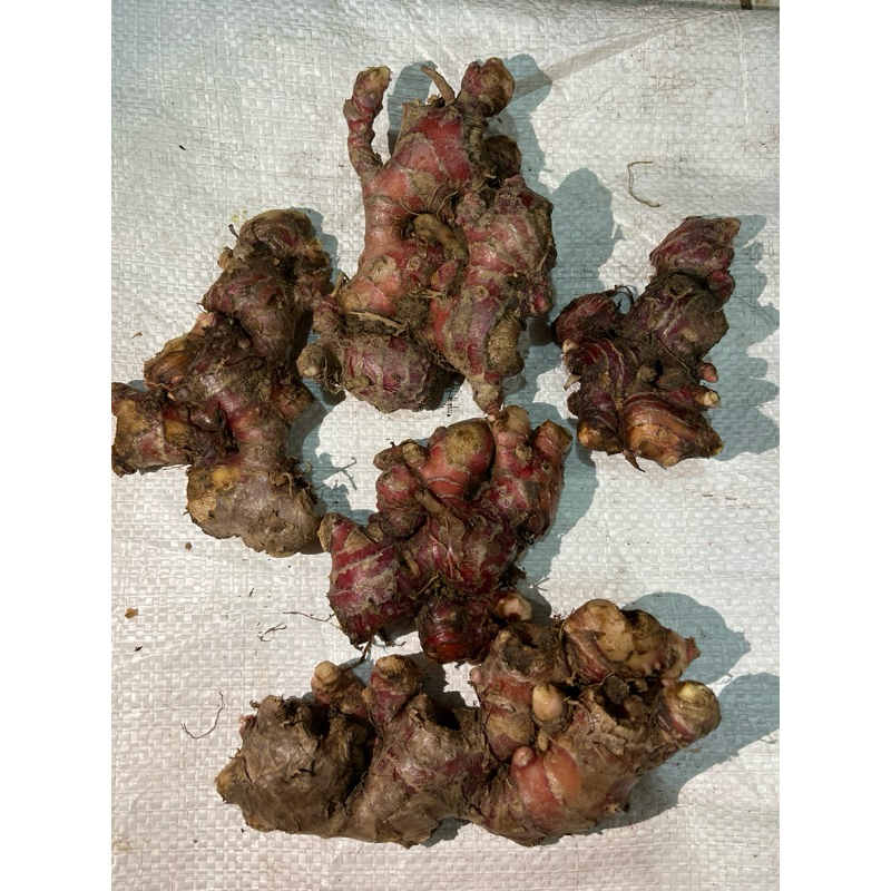 

Jahe Merah Medan 1kg