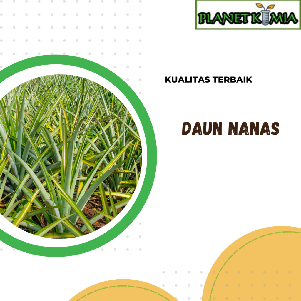 

ekstrak daun nanas best product