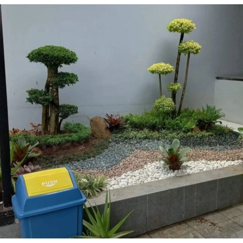 batu koral taman kering minimalis