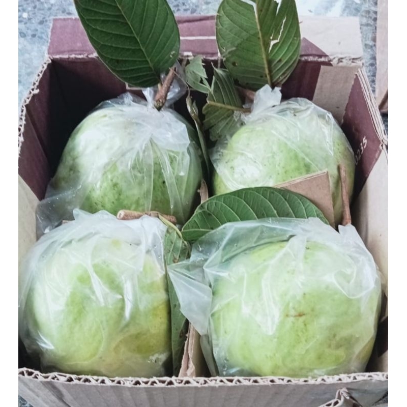 

jambu kristal kebumen 1kg isi 4buah murah berkualitas