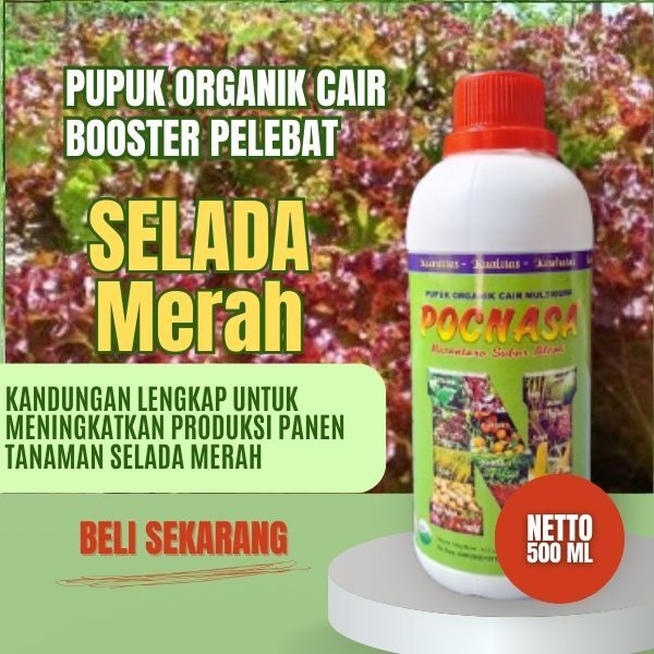 Pupuk Selada Merah / Pupuk Selada Merah Bejo / Pupuk Selada Merah Hidroponik /Pupuk Selada Keriting