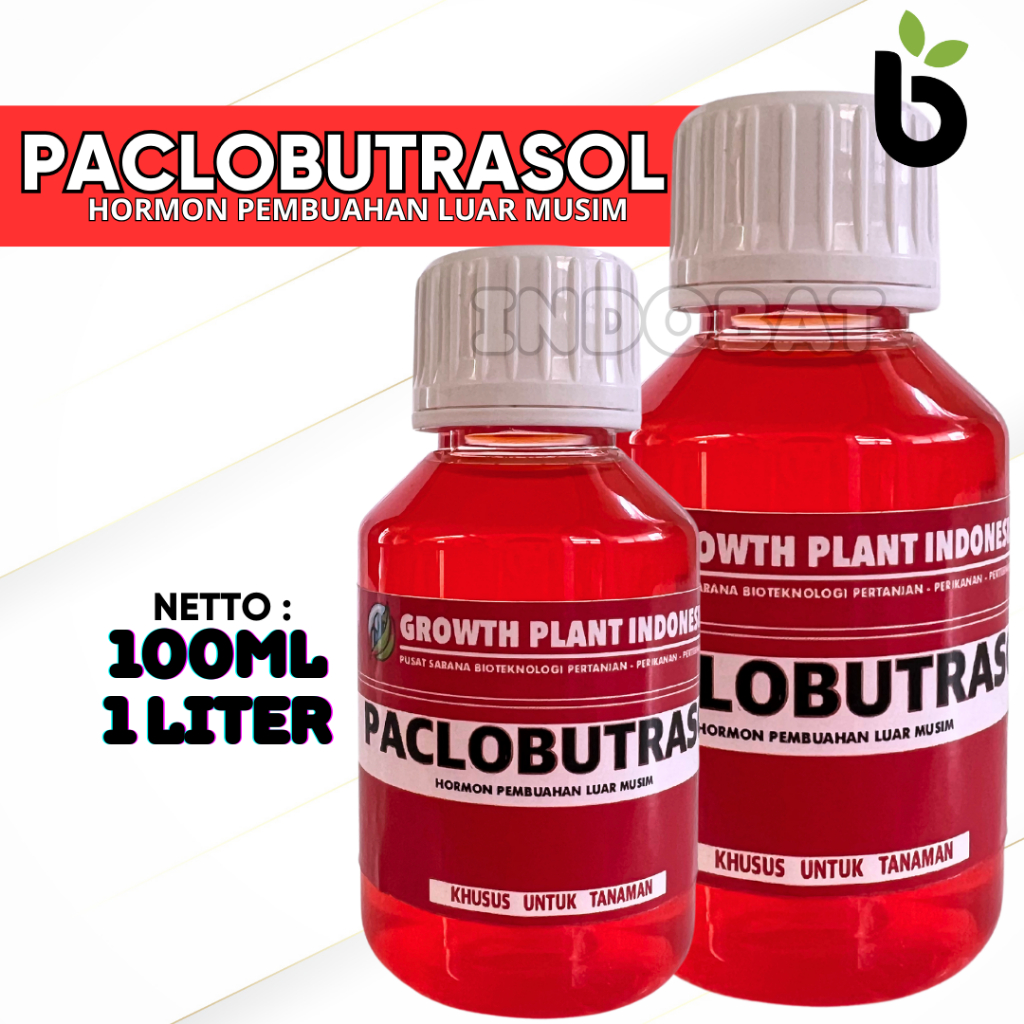 Hormon PACLOBUTRASOL Vitamin Pembungaan Dan Pembuahan Tanaman