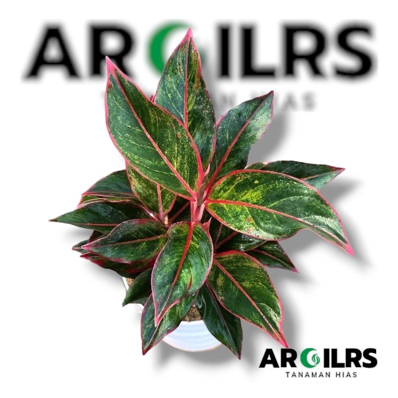 ( BISA BAYAR DI TEMPAT ) Tanaman hias aglonema red lipstik + pot - Aglonema red lipstik - Aglonema