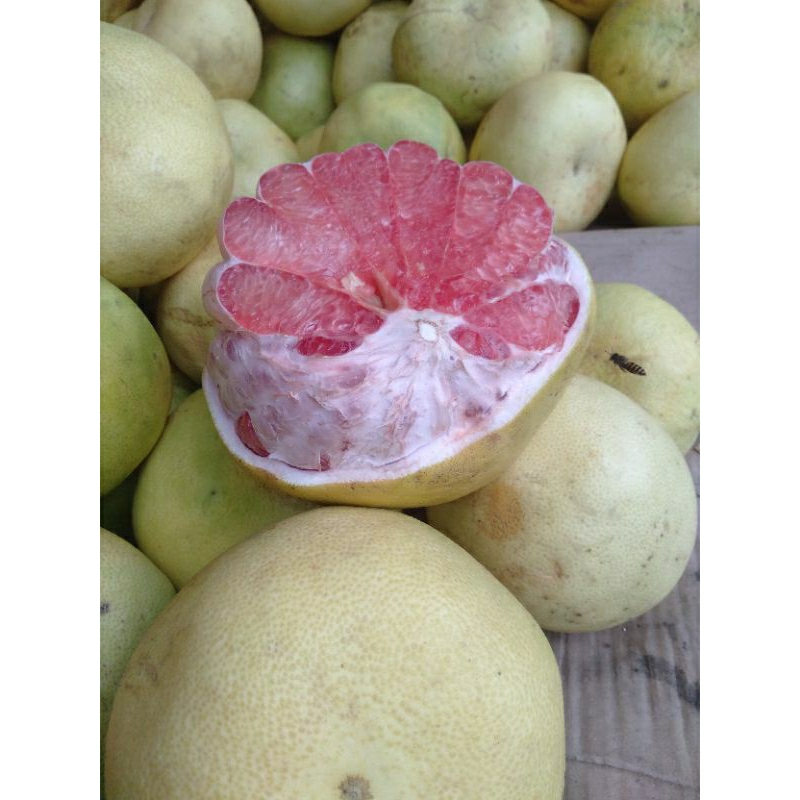 

BUAH JERUK POMELO / BALI MADU SEGAR