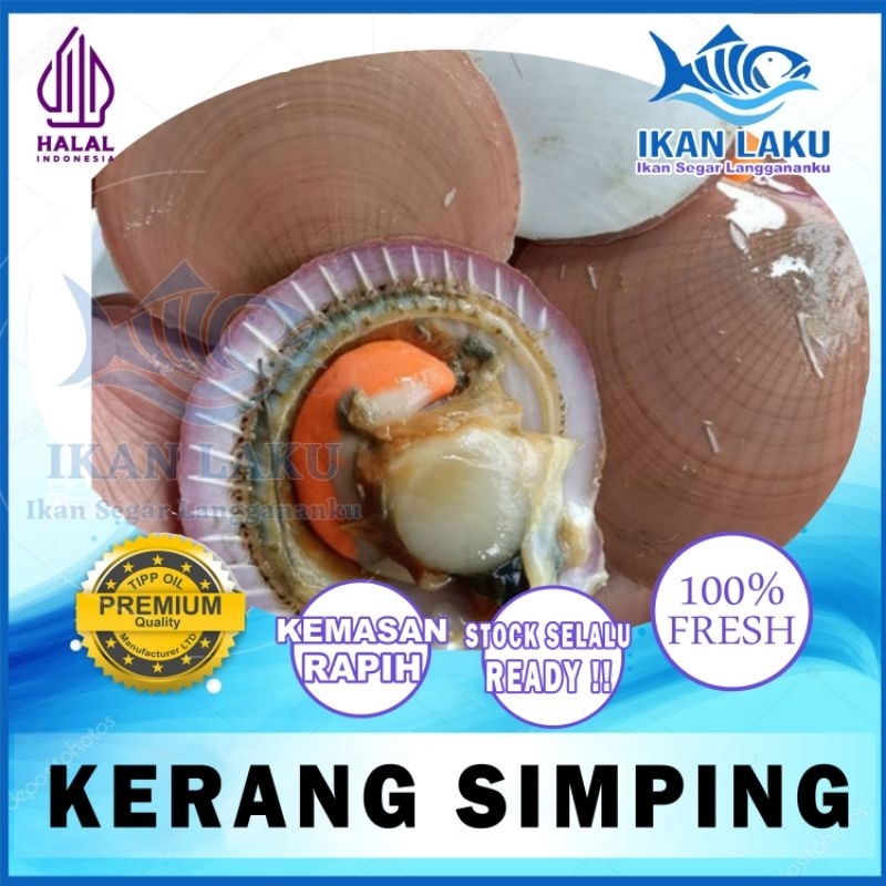 

KERANG SIMPING | SCALLOP PREMIUM FRESH TERMURAH BERGARANSI IKAN LAKU IKAN SEGAR IKAN BEKU