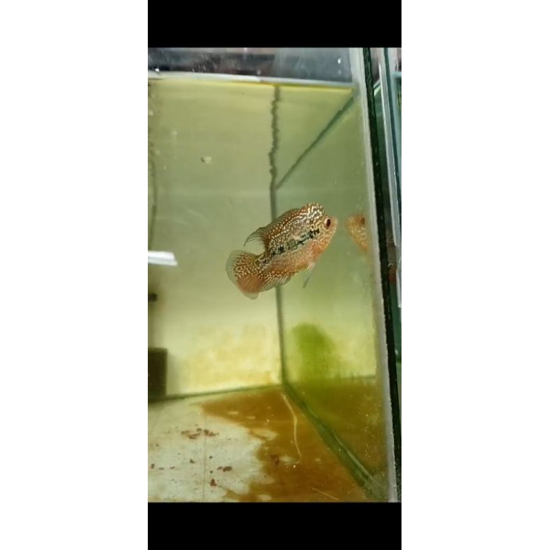 hiasan aquarium lohan cencu 8cm