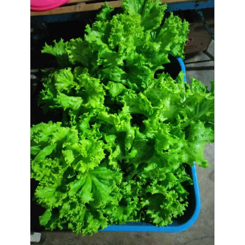 

Selada Hidroponik 100GRFresh