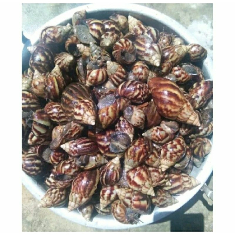 

Daging Bekicot 02 Exspor Quality