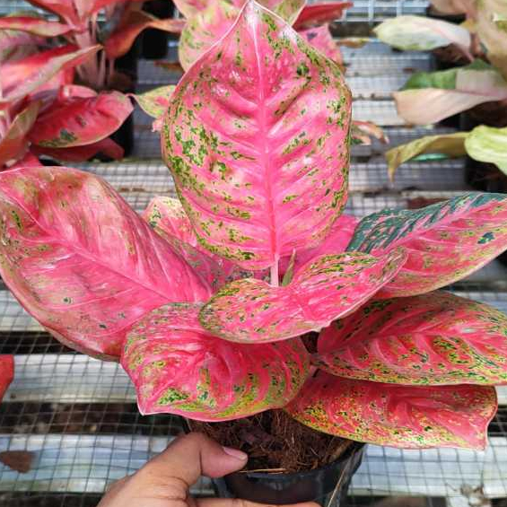 Aglonema Super Wulandari Dewasa Daun 8-9-10-11++