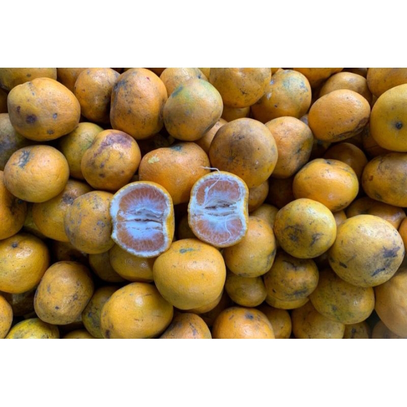 

jeruk medan promo segar