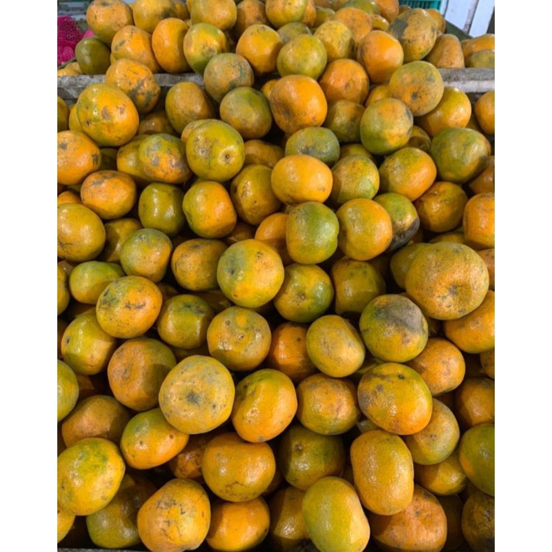

Jeruk Medan size besar