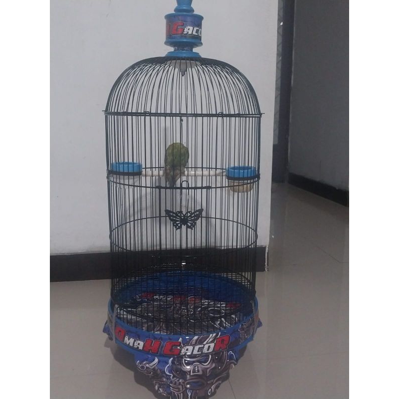 decal tebok love bird, sticker love bird