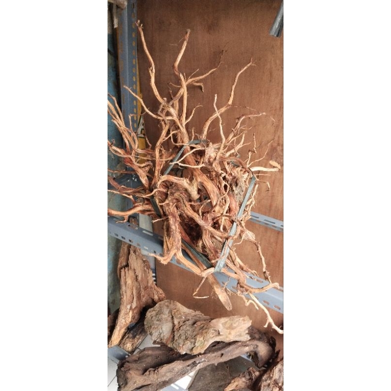 Akar Kayu Rasamala Aquascape