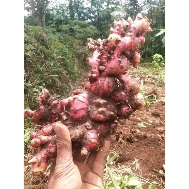 

Jahe merah obat tradisional 250 gram jahe merah