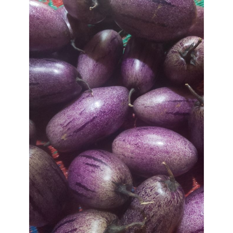 

buah PEPINO UNGU(terong)