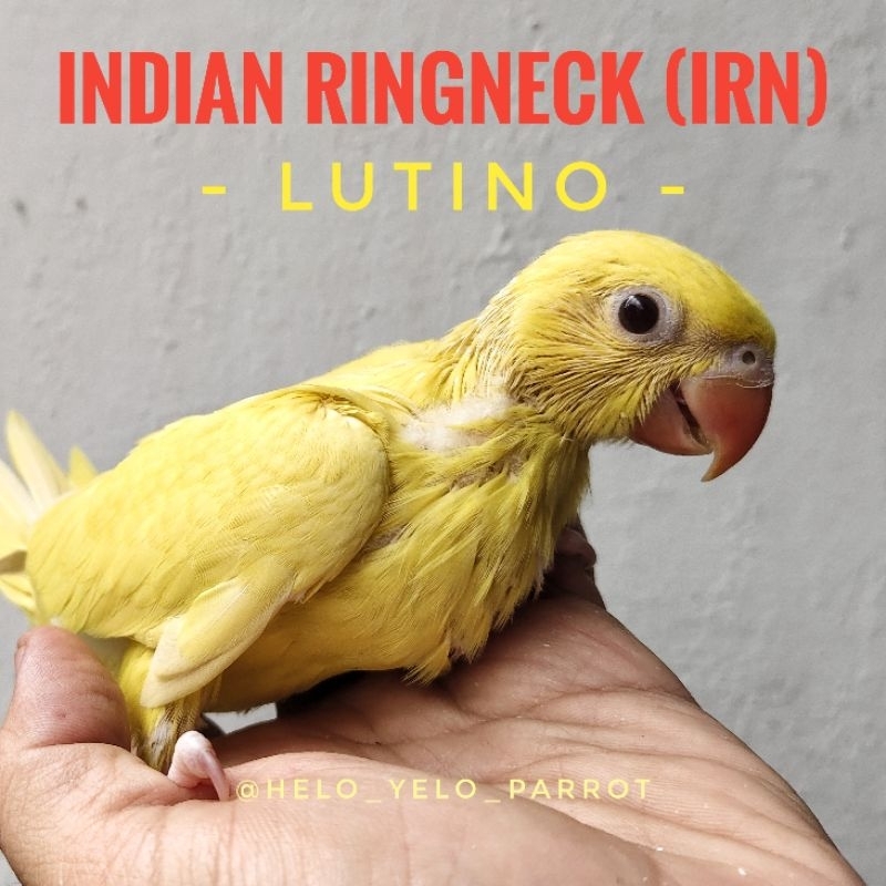 Indian Ringneck Parrot / IRN -  Lutino