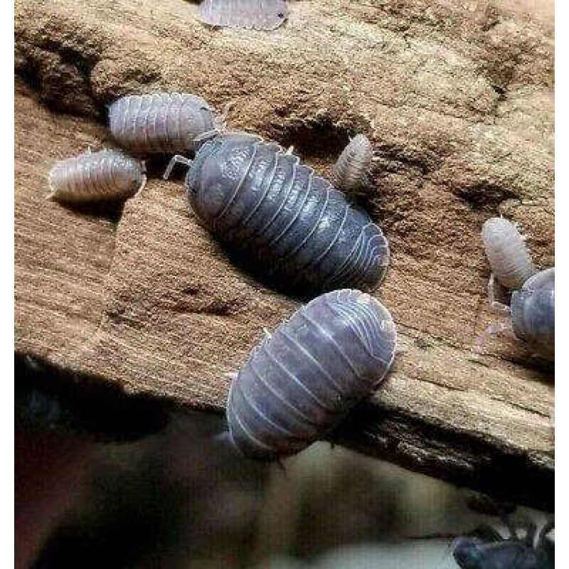 Cubaris Murina Isopod / Pembersih Terrarium, Vivarium, Bioactive