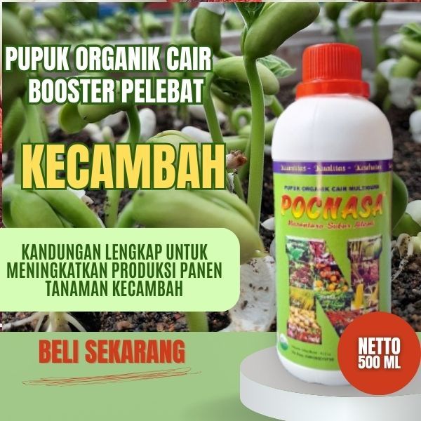 Pupuk Kecambah / Pupuk Kecambah Sawit / Pupuk Kecambah Sawit Unggul / Kecambah Unggul Bersertifikat