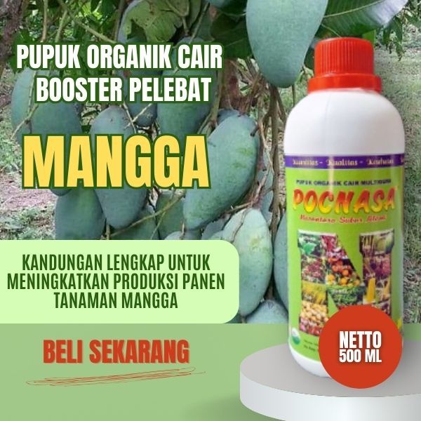 Pupuk Mangga Agar Berbuah Lebat dan Tidak Rontok / Pupuk Mangga Agar Cepat Berbuah / Cair / Kiojay