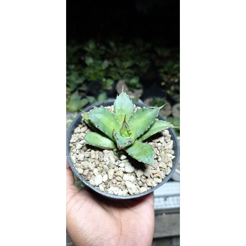 Agave Titanota Kyoto