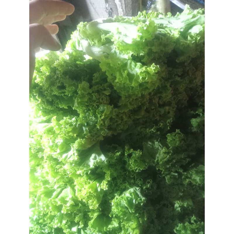 

daun selada bandung fresh 500gram
