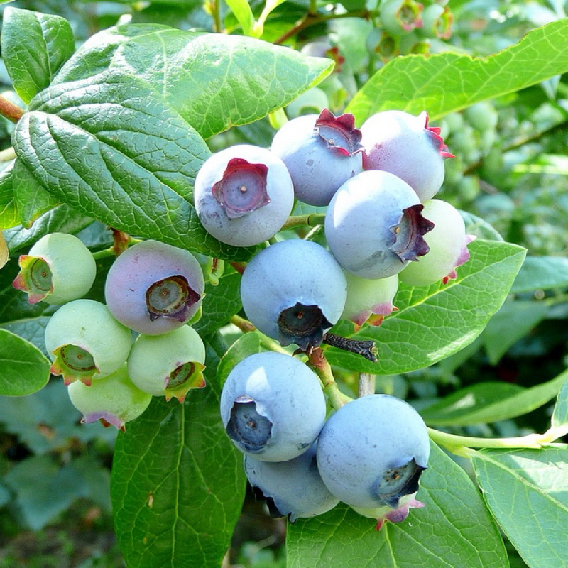 bibit BLUEBERRY