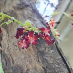 

Bunga Belimbing Telunjuk Belimbing Wuluh Segar Fresh 30 gr